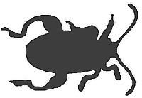 Удивительный мир жуков - i_093.png