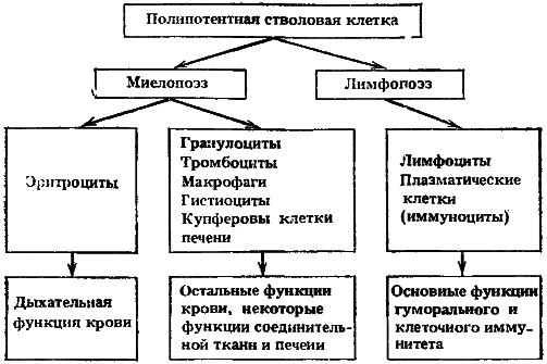 Биофизика познает рак - i_004.png