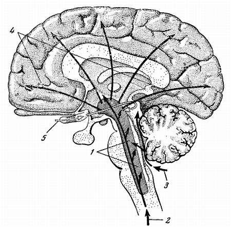 Боль и обезболивание - _15.jpg