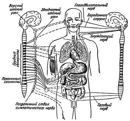 Боль и обезболивание - _17.jpg