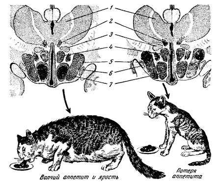 Боль и обезболивание - _32.jpg