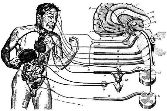 Боль и обезболивание - _34.jpg