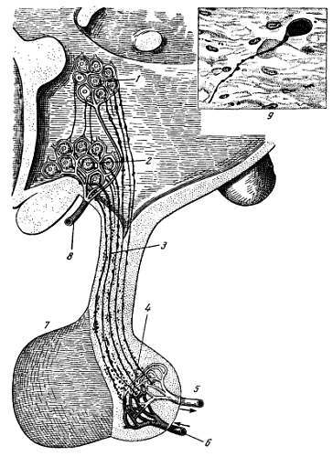 Боль и обезболивание - _37.jpg