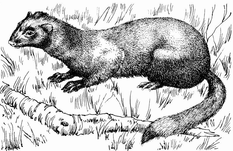 Энциклопедия заядлого охотника. 500 секретов мужского удовольствия - i_014.jpg