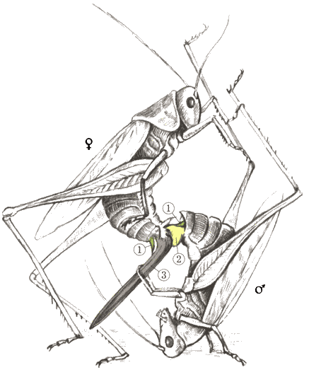 Кузнечик дорогой. Эволюционно-экологические очерки - i_012.png