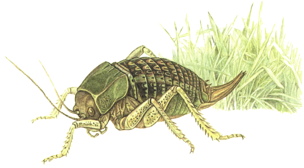 Кузнечик дорогой. Эволюционно-экологические очерки - i_017.png