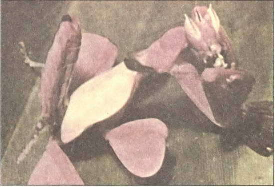 Кузнечик дорогой. Эволюционно-экологические очерки - i_035.jpg