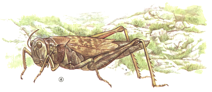 Кузнечик дорогой. Эволюционно-экологические очерки - i_052.png