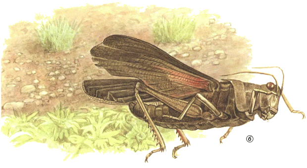 Кузнечик дорогой. Эволюционно-экологические очерки - i_053.png