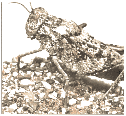 Кузнечик дорогой. Эволюционно-экологические очерки - i_054.png