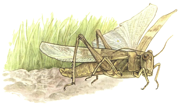 Кузнечик дорогой. Эволюционно-экологические очерки - i_056.png