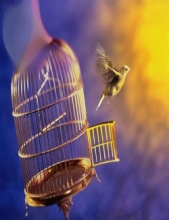 Книга Свободы - автор Лайтбрингер Тимонг 