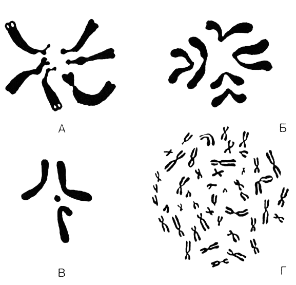 Размножение организмов - i_004.png