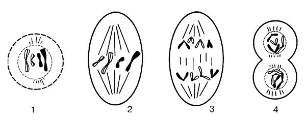 Размножение организмов - i_005.png