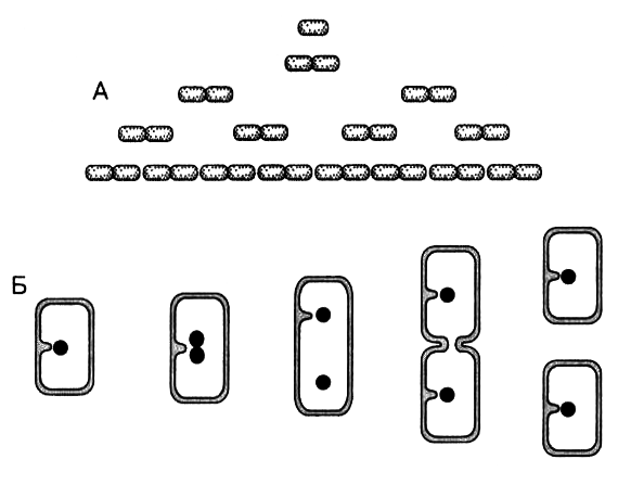 Размножение организмов - i_007.png