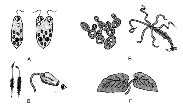 Размножение организмов - i_008.png