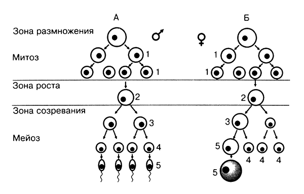 Размножение организмов - i_013.png