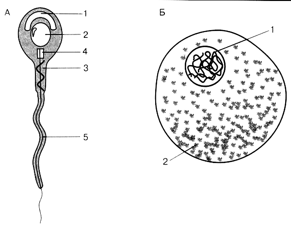 Размножение организмов - i_014.png