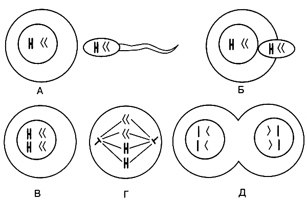 Размножение организмов - i_016.png