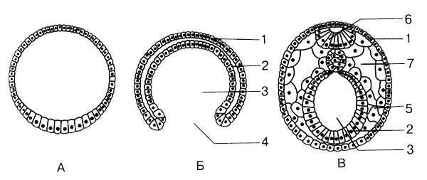 Размножение организмов - i_018.png