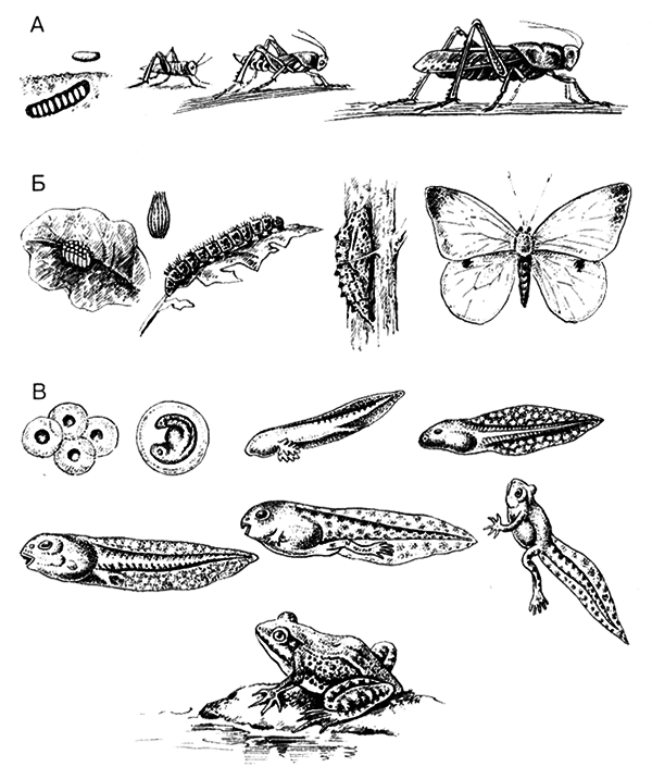 Размножение организмов - i_019.png