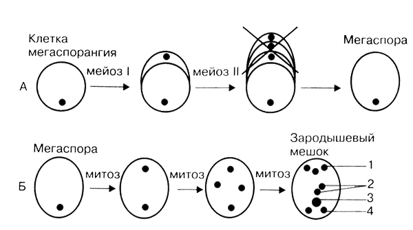 Размножение организмов - i_020.png