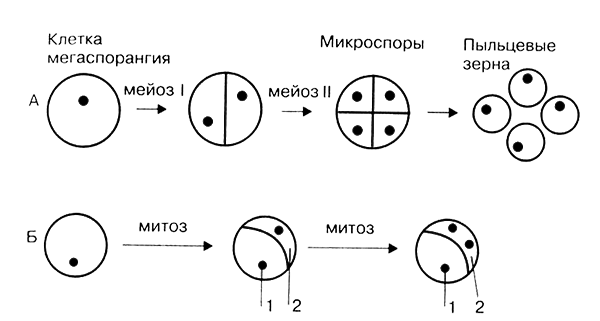 Размножение организмов - i_022.png