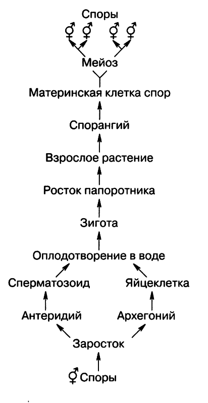 Размножение организмов - i_023.png