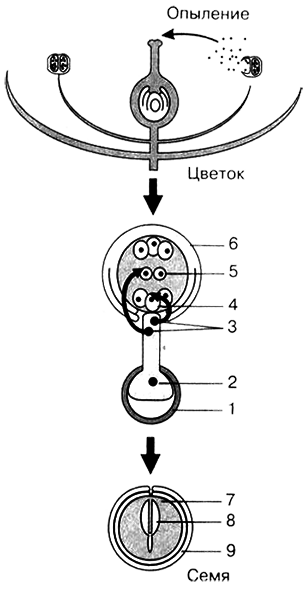 Размножение организмов - i_026.png