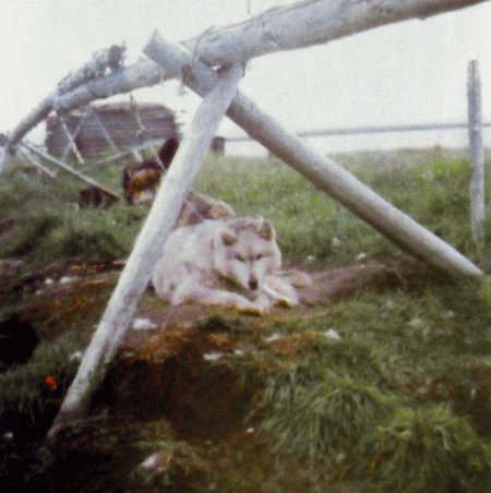 Ездовое собаководство Якутии - i_001.jpg