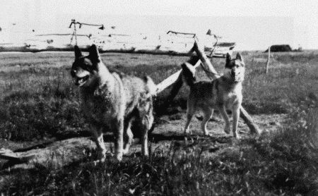 Ездовое собаководство Якутии - i_006.jpg