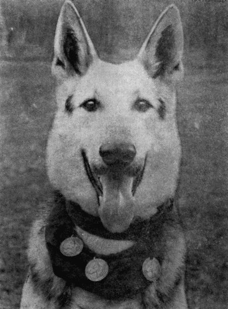 Следопыты. Из опыта служебно-розыскного собаководства сотрудников уголовного розыска Пермской области - i_003.jpg