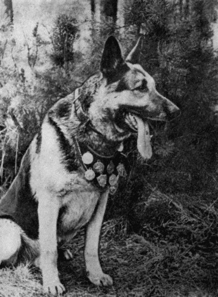 Следопыты. Из опыта служебно-розыскного собаководства сотрудников уголовного розыска Пермской области - i_004.jpg