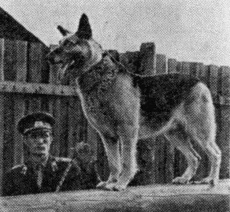 Следопыты. Из опыта служебно-розыскного собаководства сотрудников уголовного розыска Пермской области - i_006.jpg