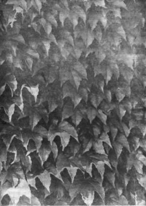 Растения - гениальные инженеры природы - i_002.jpg