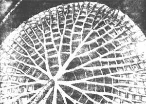 Растения - гениальные инженеры природы - i_007.jpg