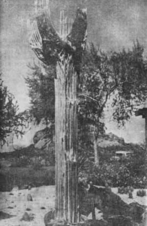 Растения - гениальные инженеры природы - i_013.jpg