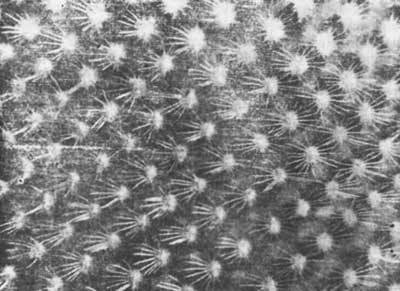 Растения - гениальные инженеры природы - i_032.jpg