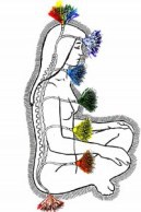 Тело йоги. Истоки современой постуральной практики - image40.jpg