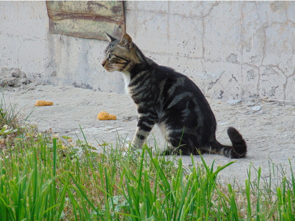 Детям о котиках - image0_56baf8070d1a390500ec115d_jpg.jpeg