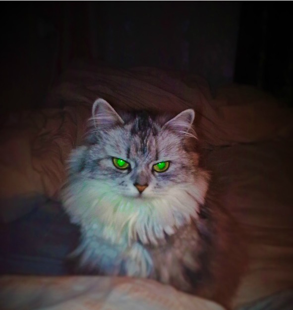 Детям о котиках - image4_56bb04060d1a390500ec1c83_jpg.jpeg