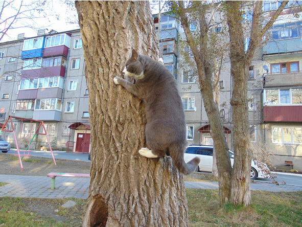 Детям о котиках - image5_56bafae90d1a390500ec1377_jpg.jpeg