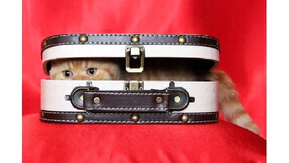 Всем ребятам о котятах - image12_5697d8a19cf50d4635614a06_jpg.jpeg