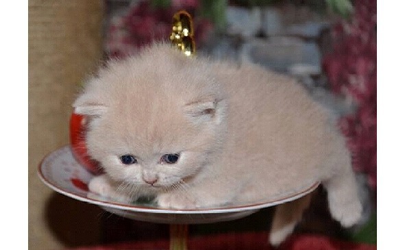 Всем ребятам о котятах - image13_5697d8ca9cf50d4635614a46_jpg.jpeg