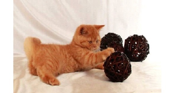 Всем ребятам о котятах - image14_5697d8f59cf50d4635614a98_jpg.jpeg