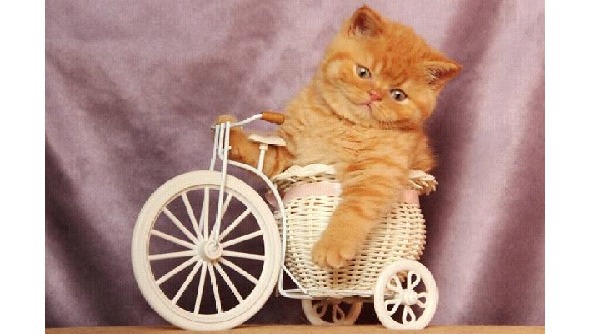 Всем ребятам о котятах - image15_5697d9279cf50d4635614b06_jpg.jpeg