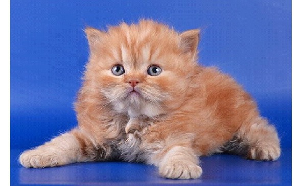 Всем ребятам о котятах - image3_5697c21f9cf50d4635612bd9_jpg.jpeg