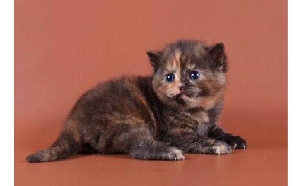 Всем ребятам о котятах - image7_5697d2749cf50d4635614111_jpg.jpeg