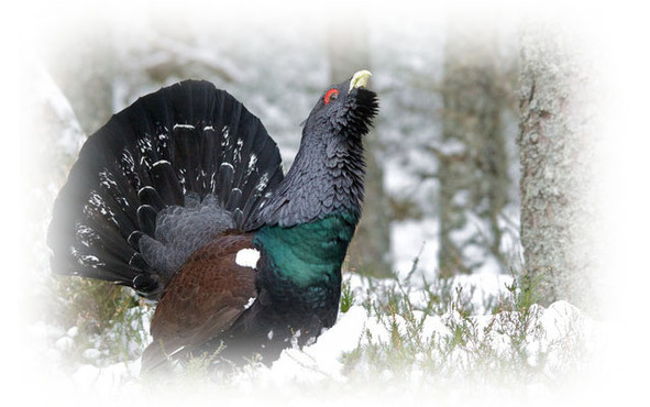 Серёже Есенину от есенинца - image1_5663415d0e4f079817b56b5a_jpg.jpeg