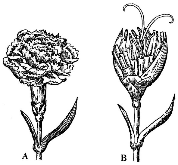 Практическая энциклопедия цветовода - image14_566608c56fcf720257f6e05e_jpg.jpeg